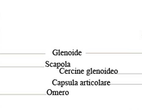 Schema spalla normale 2