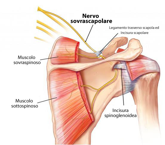 C:\fakepath\anatomia nervo sovrascapolare.jpg