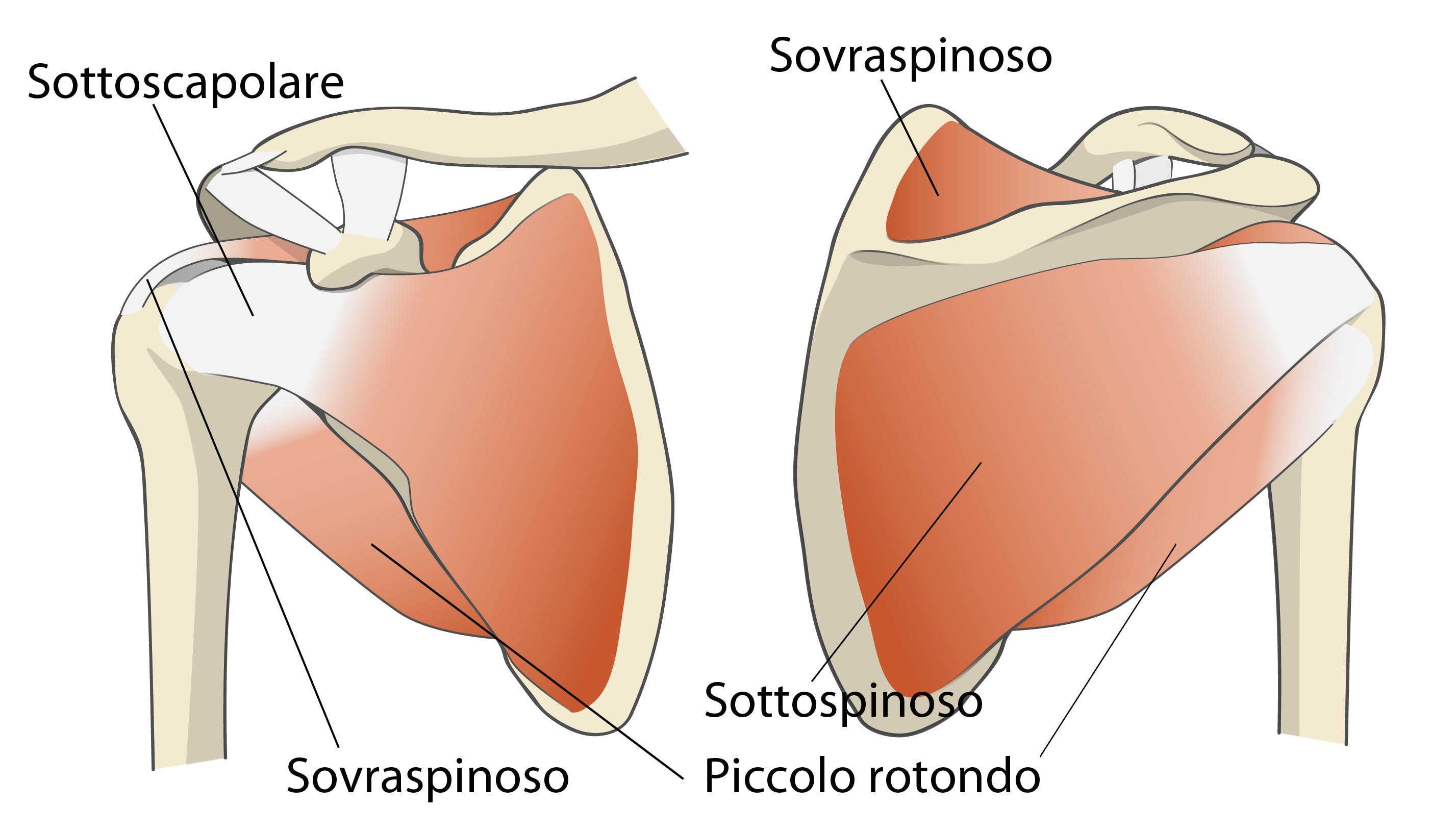 Schema cuffia rotatori